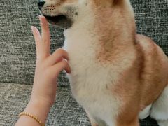 -南京Hallo宠物乐园·哈罗犬舍·柴犬繁育基地