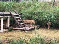 -石家庄市动物园