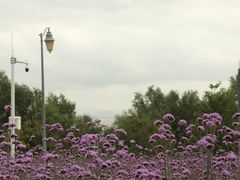 -深圳湾公园(南山区)