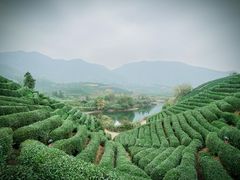 -龙坞茶村