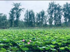 -微山湖红荷湿地景区