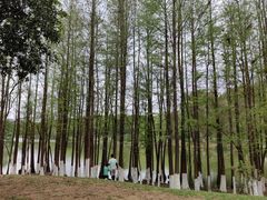-番禺大夫山森林公园