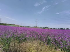-紫颐香薰山谷景区