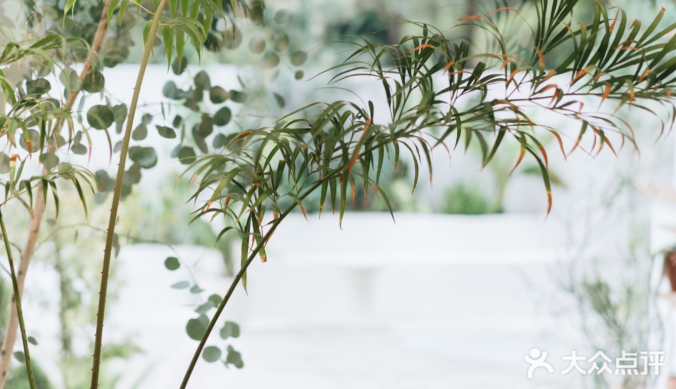 与植物生活在一起Ning's 