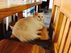 Anne猫窝咖啡屋-Anne猫窝咖啡屋