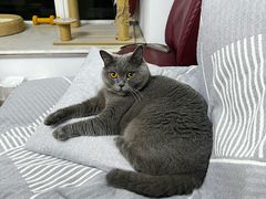-瑞鹏宠物医院·骨科·猫科·内科(第一中心)