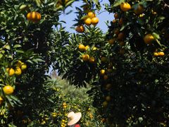 -滨江森林公园-真人CS野战场