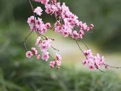 -青羊宫