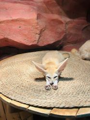 -Zoolung Zoolung动物主题公园(海信广场店)