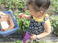 -小鱼草莓采摘园农家乐·小鱼餐厅