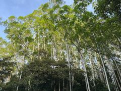 -黄埔油麻山森林公园