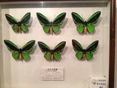 12.8-上海大自然野生昆虫馆