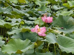 -金银湖国家城市湿地公园