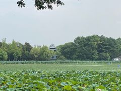 -金鸡湖桃花岛