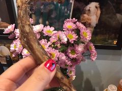 -藦茜花园宠物主题亲子互动体验馆(国顺东路店)