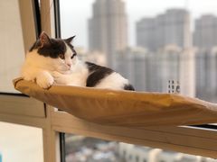 -瑞派长江宠物医院·猫科·外科·24小时夜护(谊城公寓分院)
