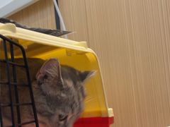 -瑞派·关忠动物医院·猫专科·犬专科(三环新城店)