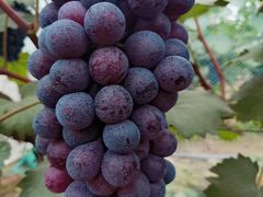 -马陆小张葡萄园农家乐