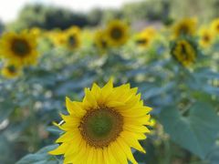 -长白岛森林公园