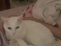 -宠福鑫康馨动物医院·骨科·眼科