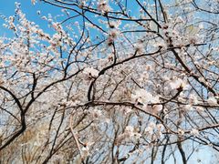 -桃花堤公园