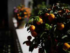 -北园酒家(小北路店)