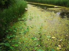 -武清南湖绿博园