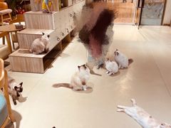 -藏猫猫咖啡主题馆(中央大道店)