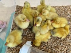 -怪兽屋·羊驼·猫咖·狗咖(俊华广场店)