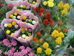 -双季花艺园艺市场(浦东店)