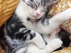 -翊宠yipet猫狗购宠庄园犬舍•猫舍