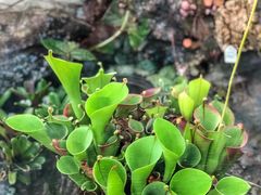 -国家植物园南园