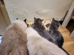 -滚猫咖啡·猫咖·猫友好撸猫(未来城店)
