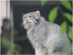 -青藏高原野生动物园