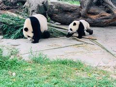 -都江堰中华大熊猫苑