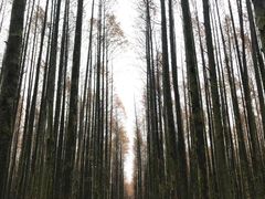 -铁山坪森林公园