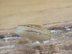 -元熹会席料理