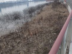 -金沙湖公园