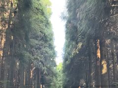-武陵山森林公园