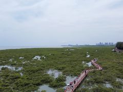 -北海金海湾红树林生态旅游区