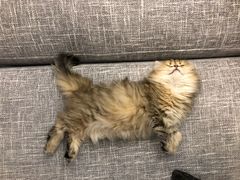 -Pets First伊珊娜洗护·精致美容·家庭式寄养(新会路店)