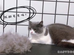-BABYDOG宝贝狗宠物乐园(欧洲城店)