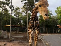 -清迈夜间动物园