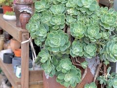 -三圣花乡旅游区