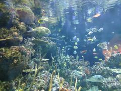-西雅图水族馆