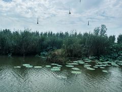 -滕州微山湖红荷湿地景区