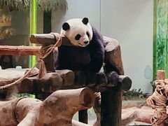 -灵玲国际马戏城
