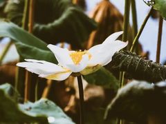 -国家植物园
