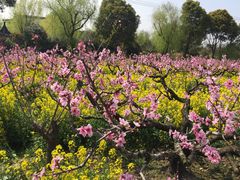 -南汇桃花村