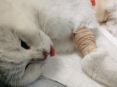 -纳吉亚猫专科动物诊疗中心(蒋宅口分院)